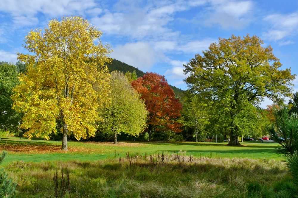 Herbst 2014 (1) - Im Kurgarten von Bad Wildungen-Reinhardshausen