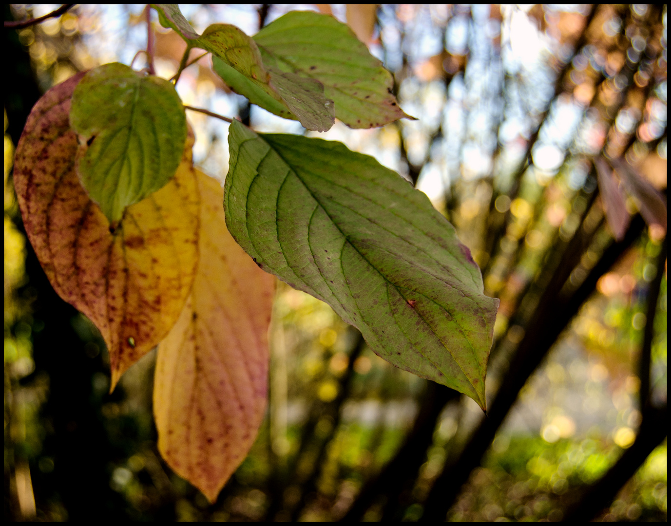 Herbst 2014 #2