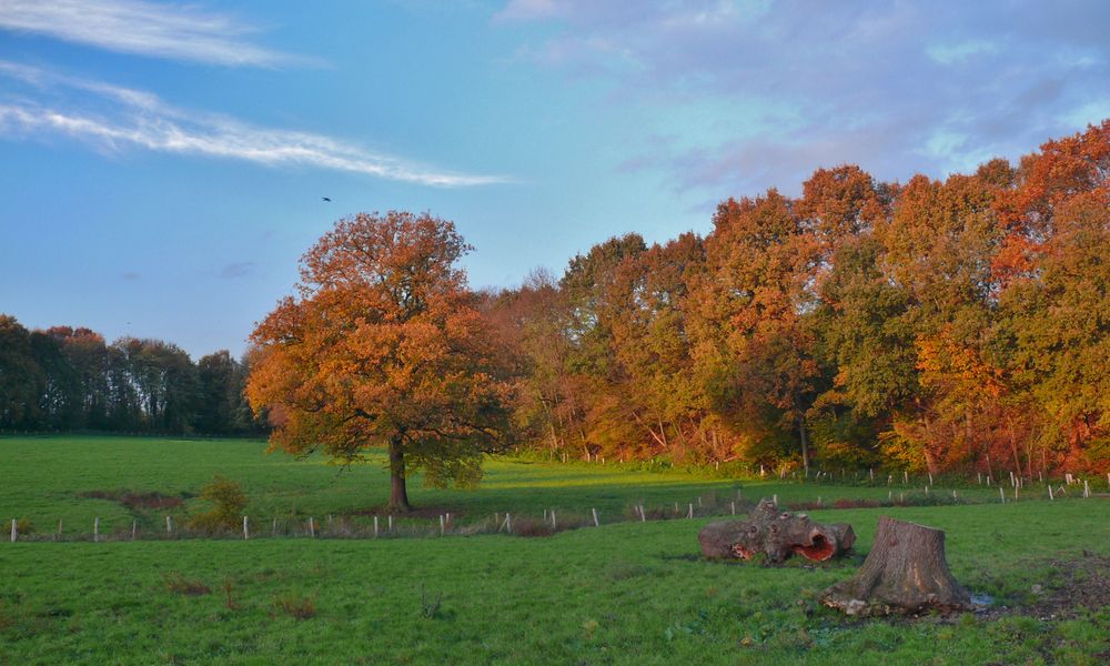 Herbst 2014 (4) - Im Licht der untergehenden Sonne