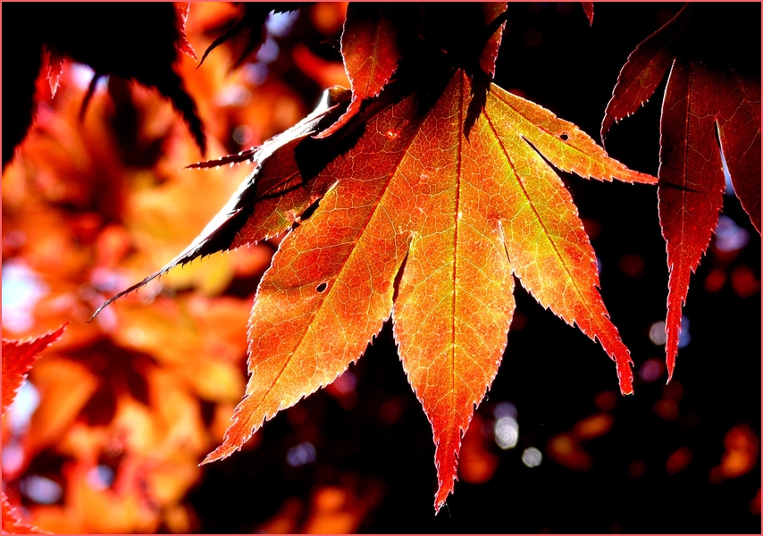 Herbst 2014 (5) - Die Farben der Jahreszeit