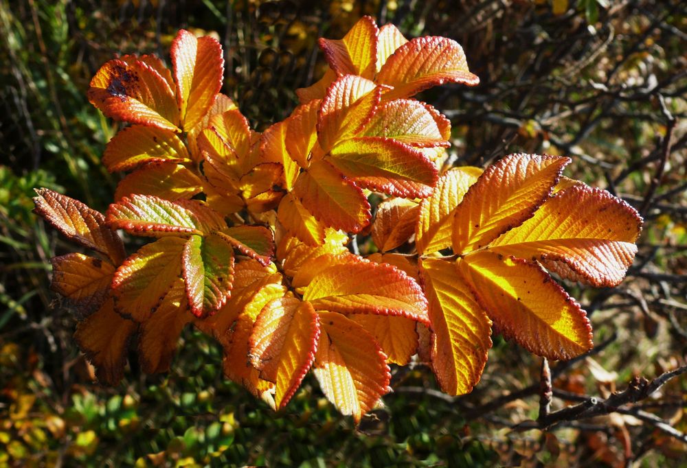 Herbst 2014 (6) - Herbstliche Leuchtkraft