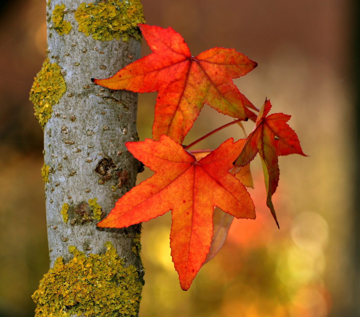 Herbst 2014