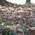 Herbst 2014 - Die Blätter fallen