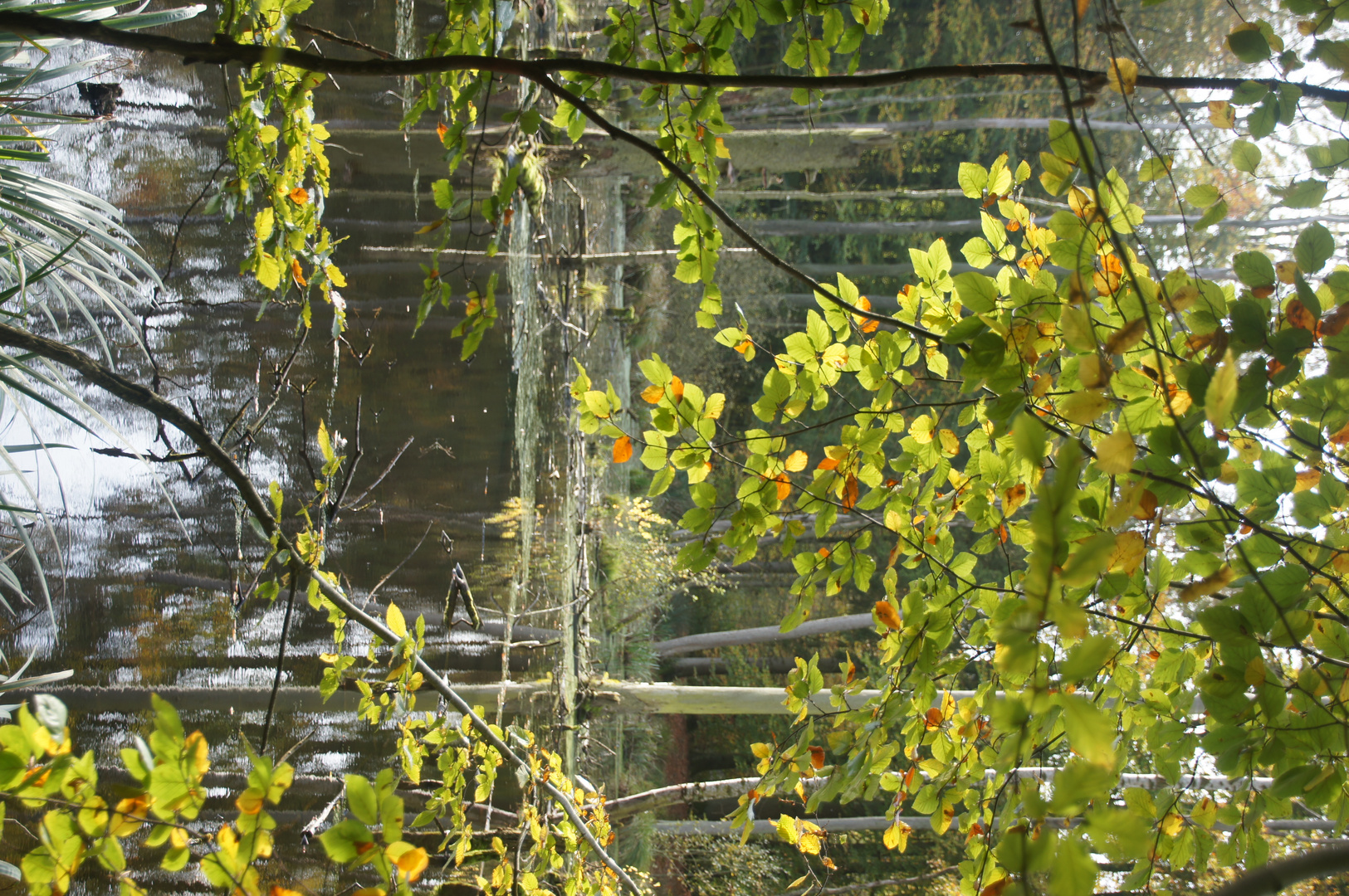 Herbst 2014 im Wald