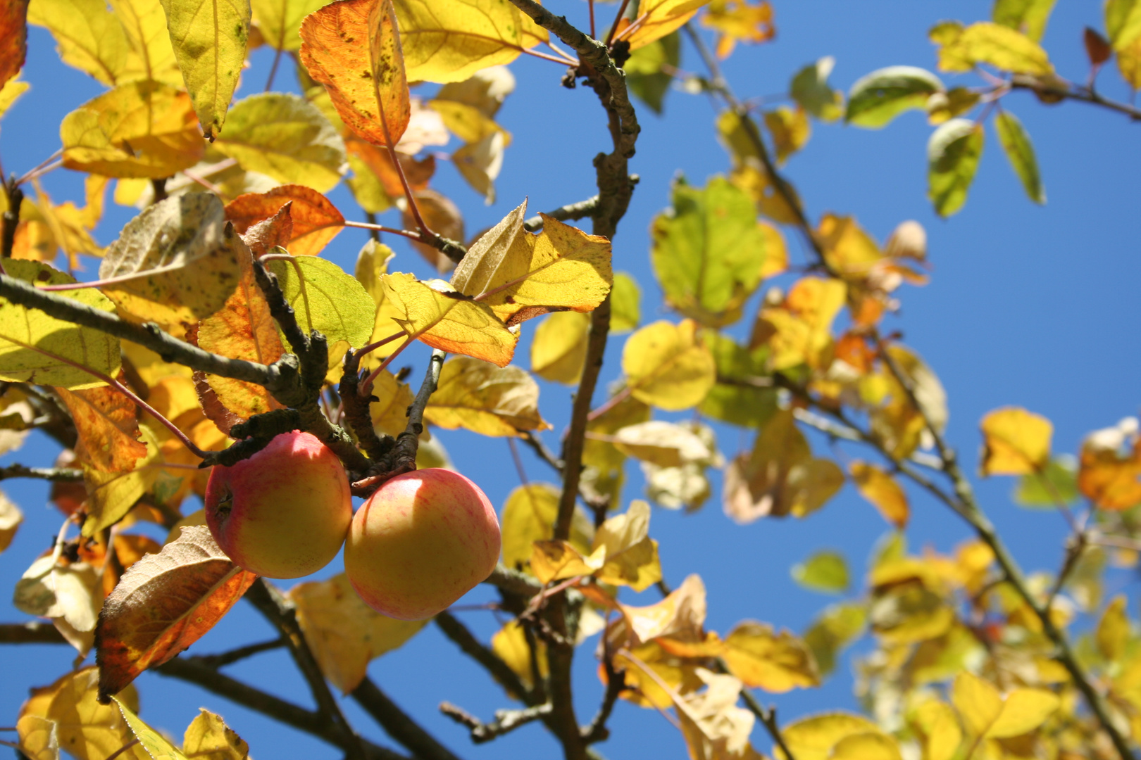 Herbst 2015