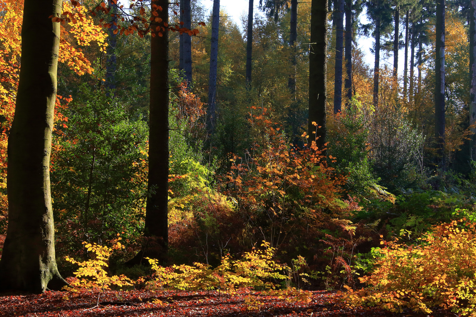 Herbst 2015 Aufnahme 4