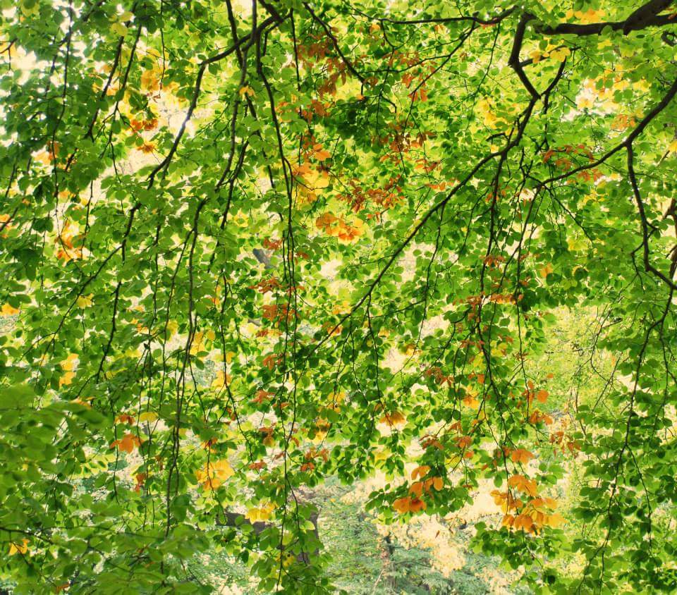 Herbst 2015 - Die Blätter werden bunt.