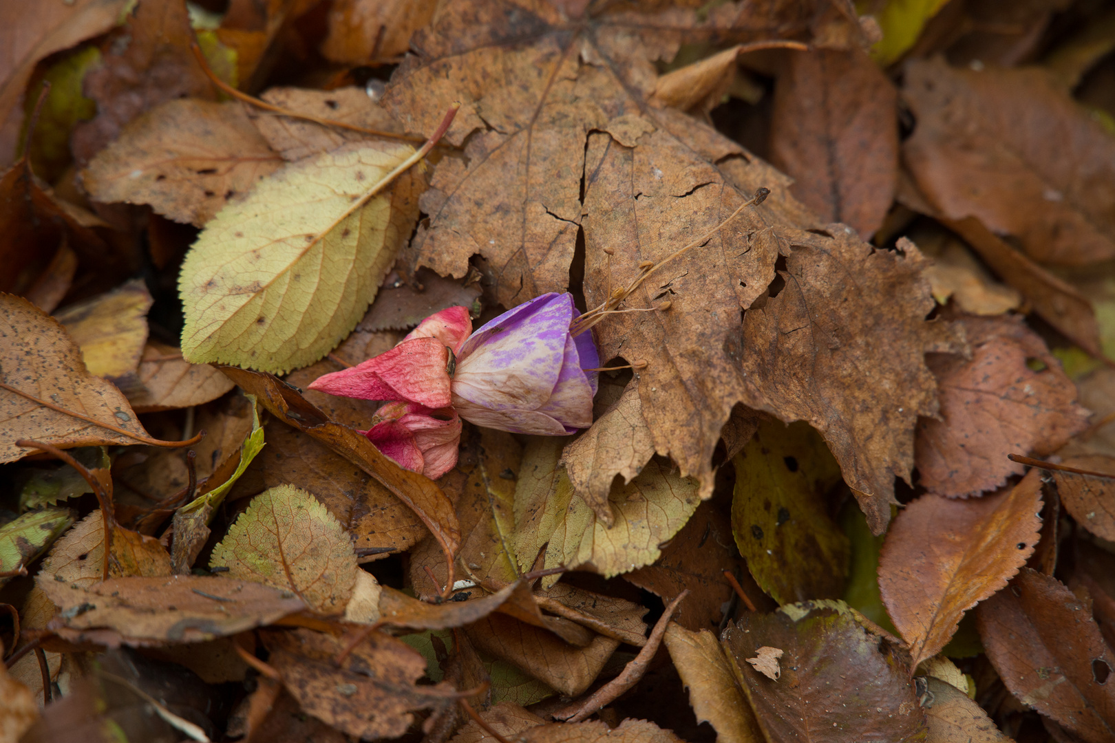 Herbst 2015 I