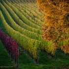 Herbst 2015 im Rheingau