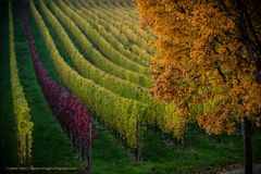 Herbst 2015 im Rheingau