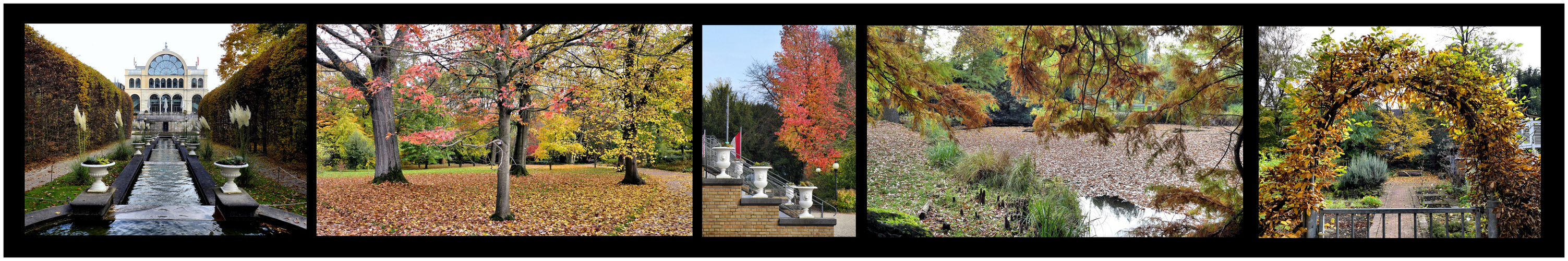 Herbst 2015 in der Kölner Flora