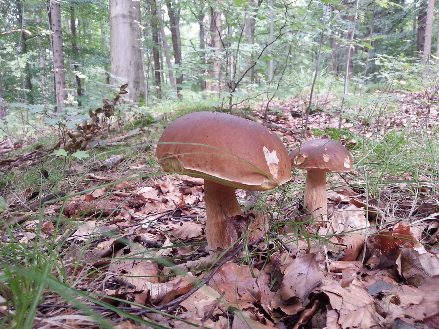 Herbst 2015 Pilze im Tharandter Wald