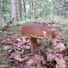 Herbst 2015 Pilze im Tharandter Wald