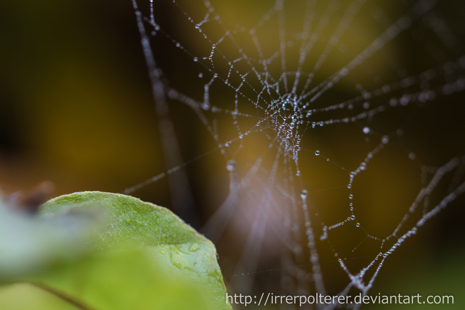 Herbst 2015 - Was Nebel so zaubern kann