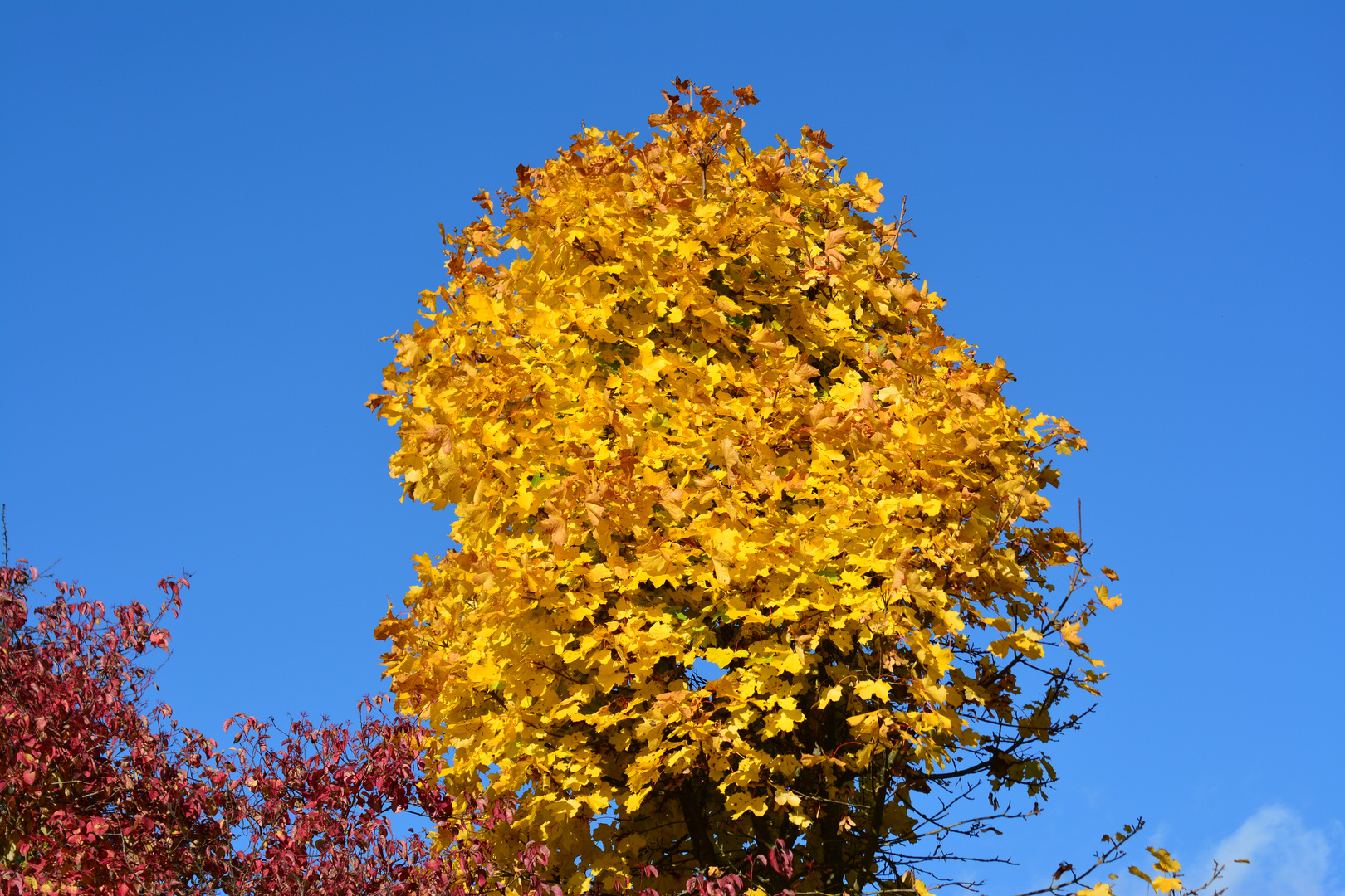 Herbst 2016 (3)