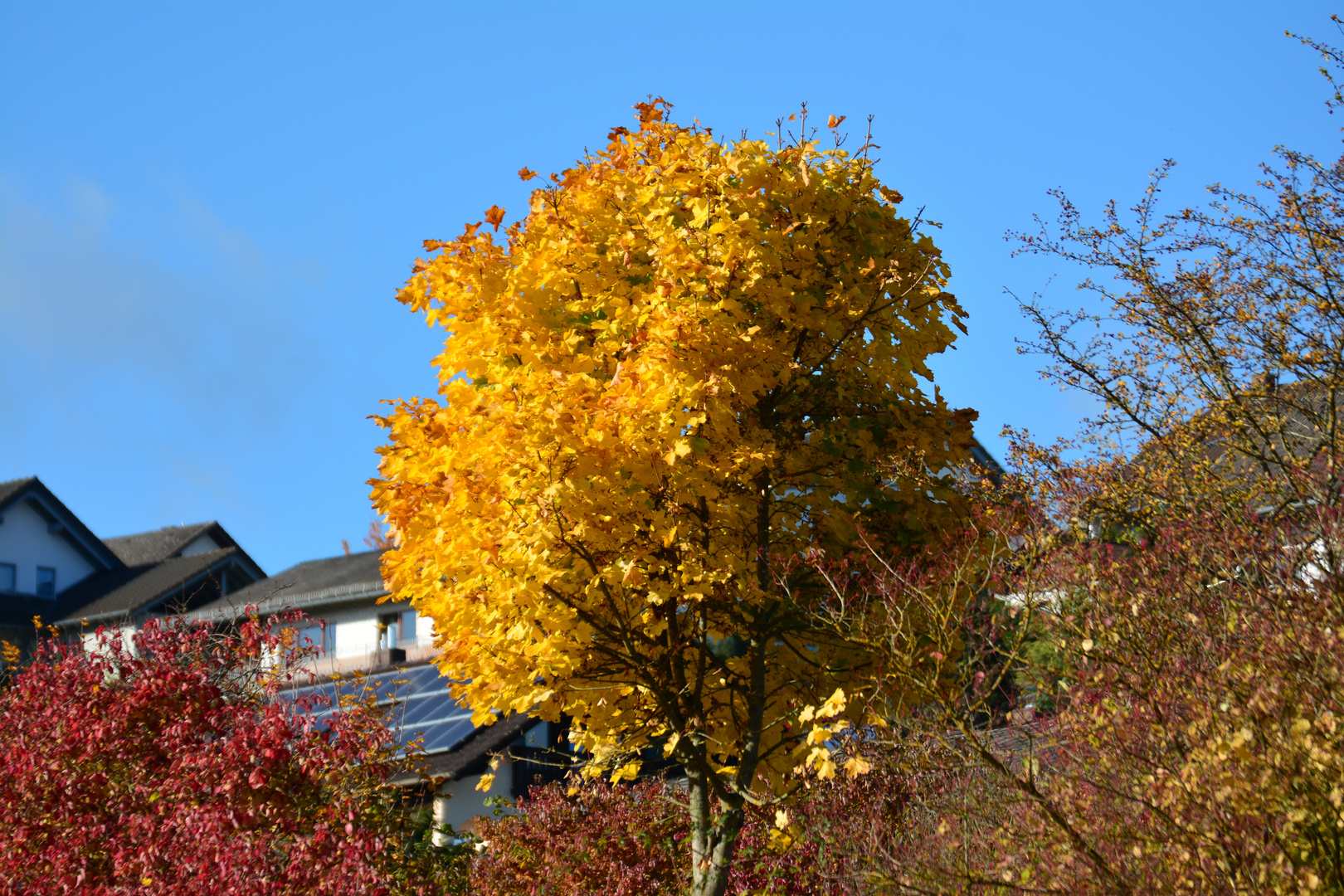 Herbst 2016 (4)