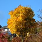 Herbst 2016 (4)