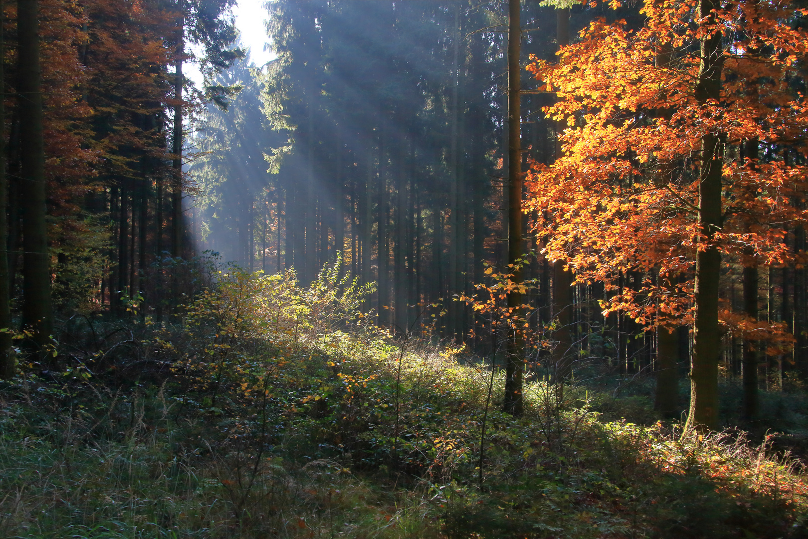 Herbst 2016 Aufnahme 1