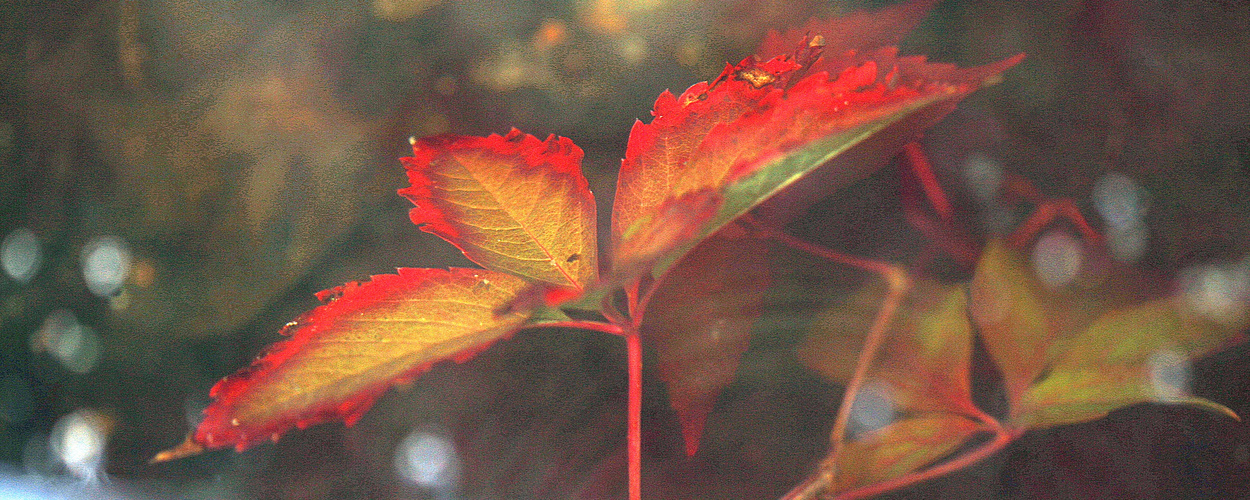 Herbst 2017