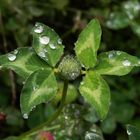 Herbst 2017 - Nach dem Regen ... ist vor dem Regen