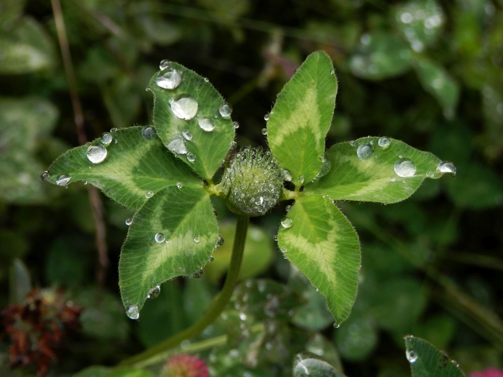 Herbst 2017 - Nach dem Regen ... ist vor dem Regen