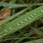 Herbst 2017 - Nach dem Regen ... ist vor dem Regen