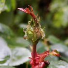 Herbst 2017 - Nach dem Regen ... ist vor dem Regen