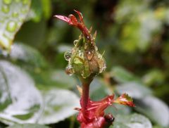 Herbst 2017 - Nach dem Regen ... ist vor dem Regen