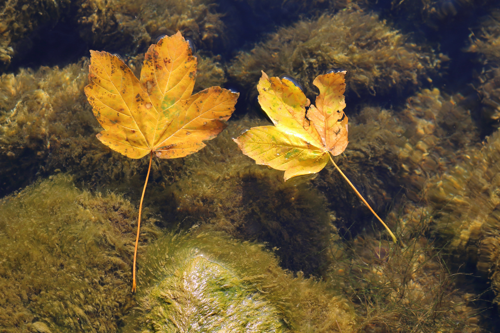 Herbst 2018