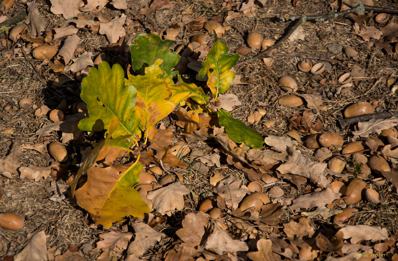 Herbst 2018