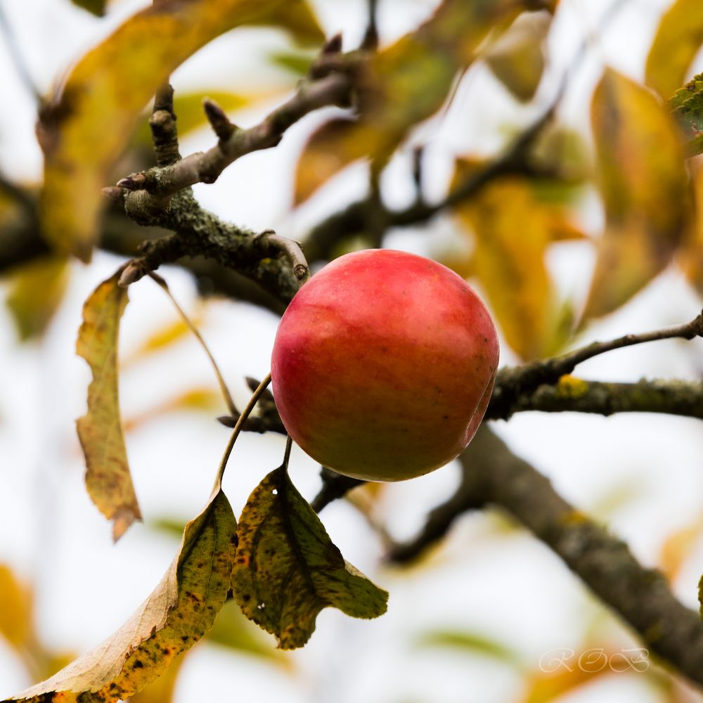 Herbst-20181104-26368