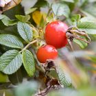 Herbst 2019 Katwijk (NL)