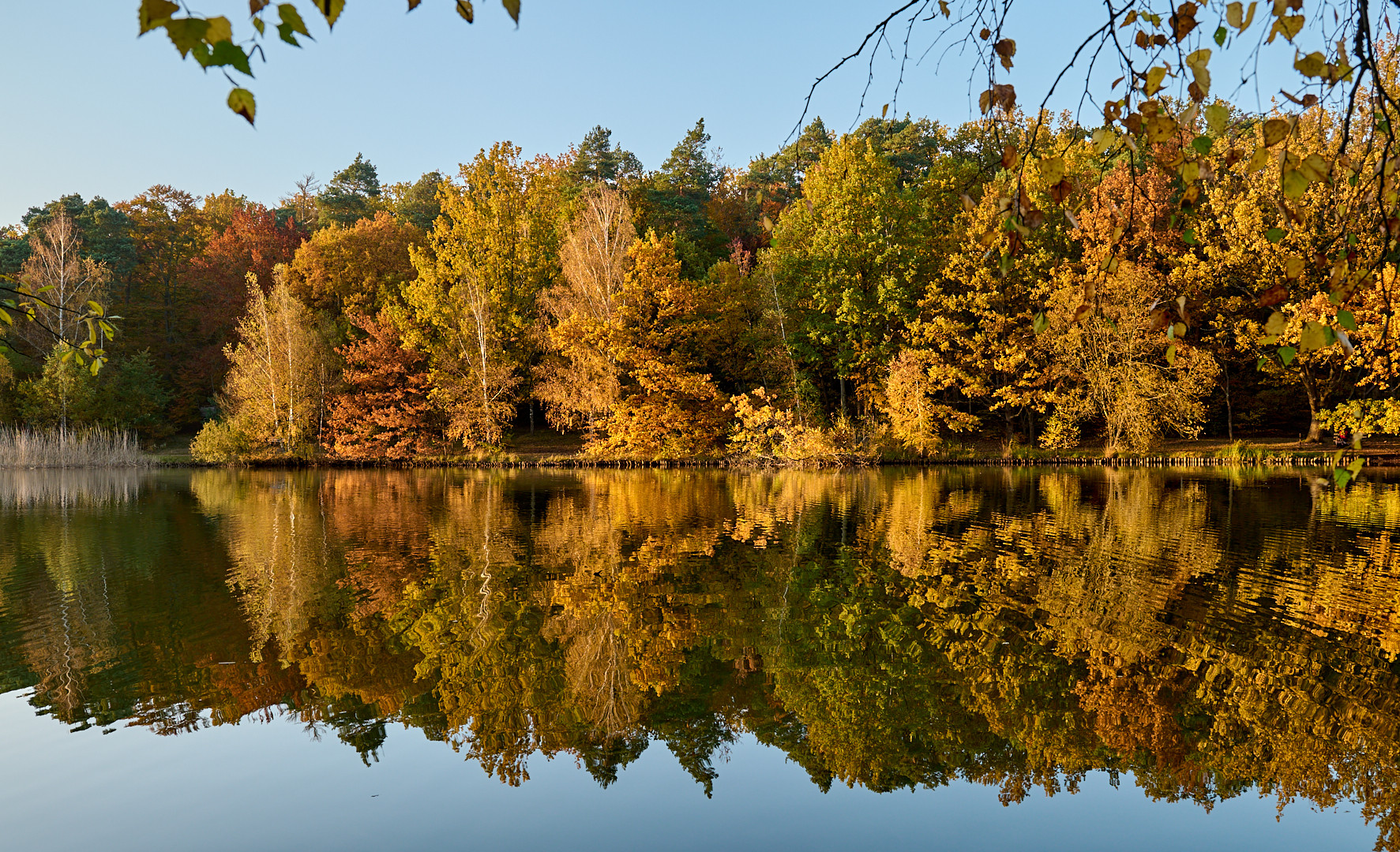 Herbst 2021, der Blick auf die schöne Spiegelung war nur durch die Zweige von einen Baum...