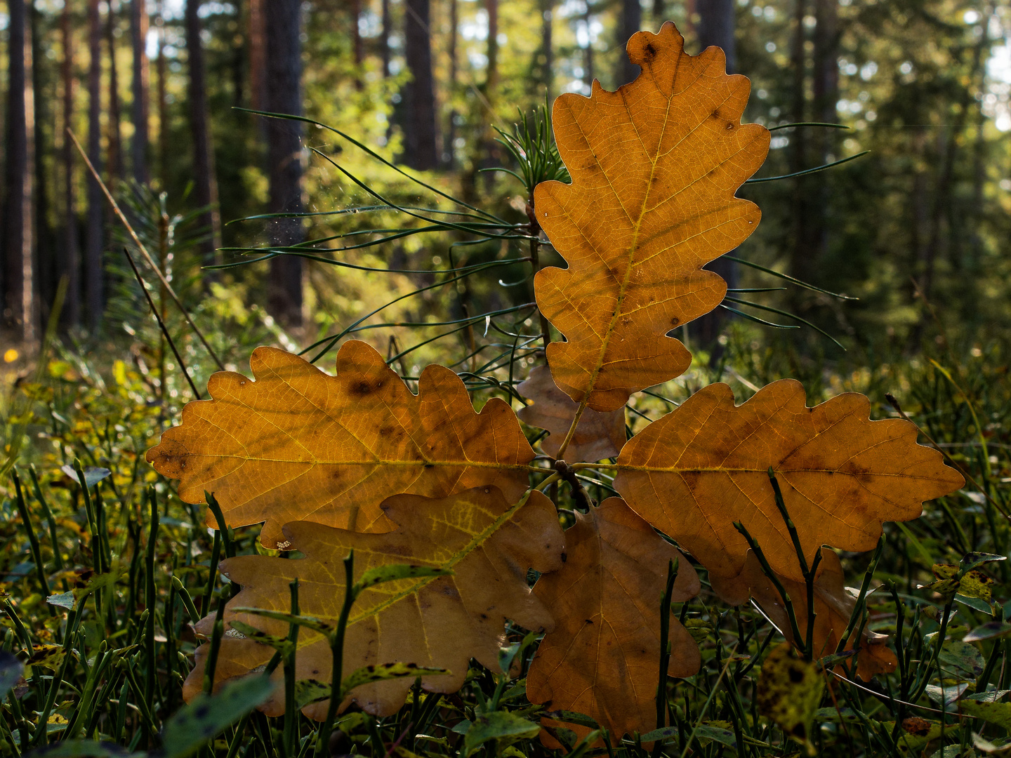 Herbst, 2023