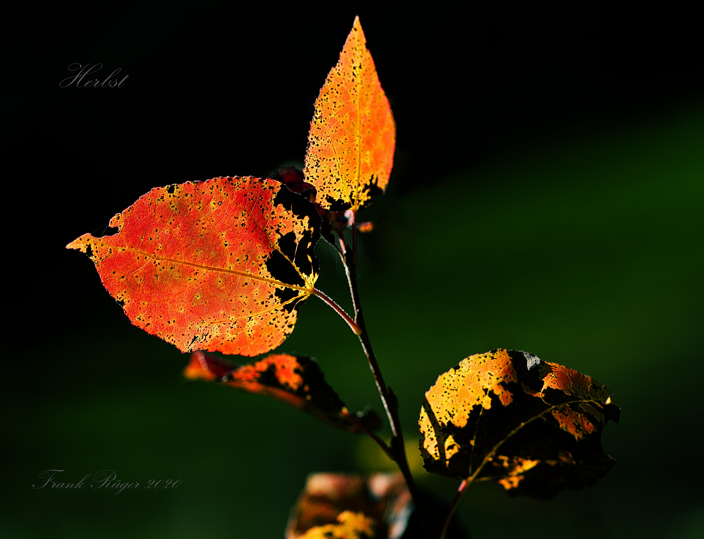 Herbst