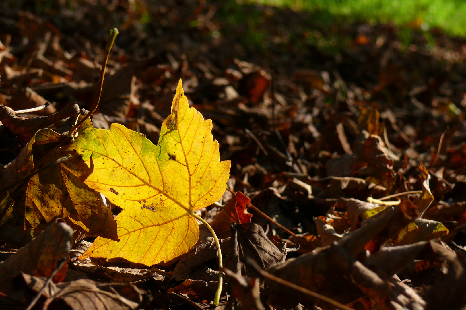 Herbst 2/2