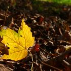 Herbst 2/2