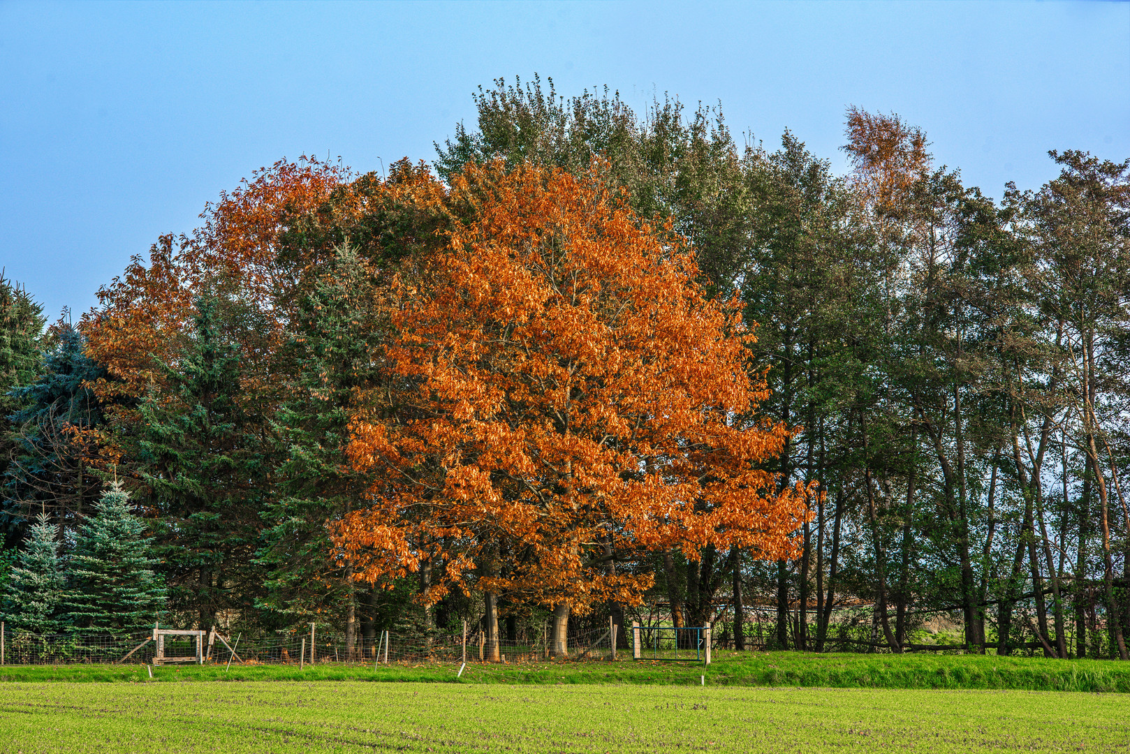 Herbst