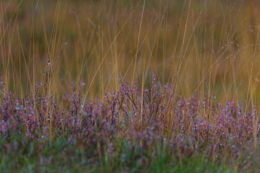 Herbst