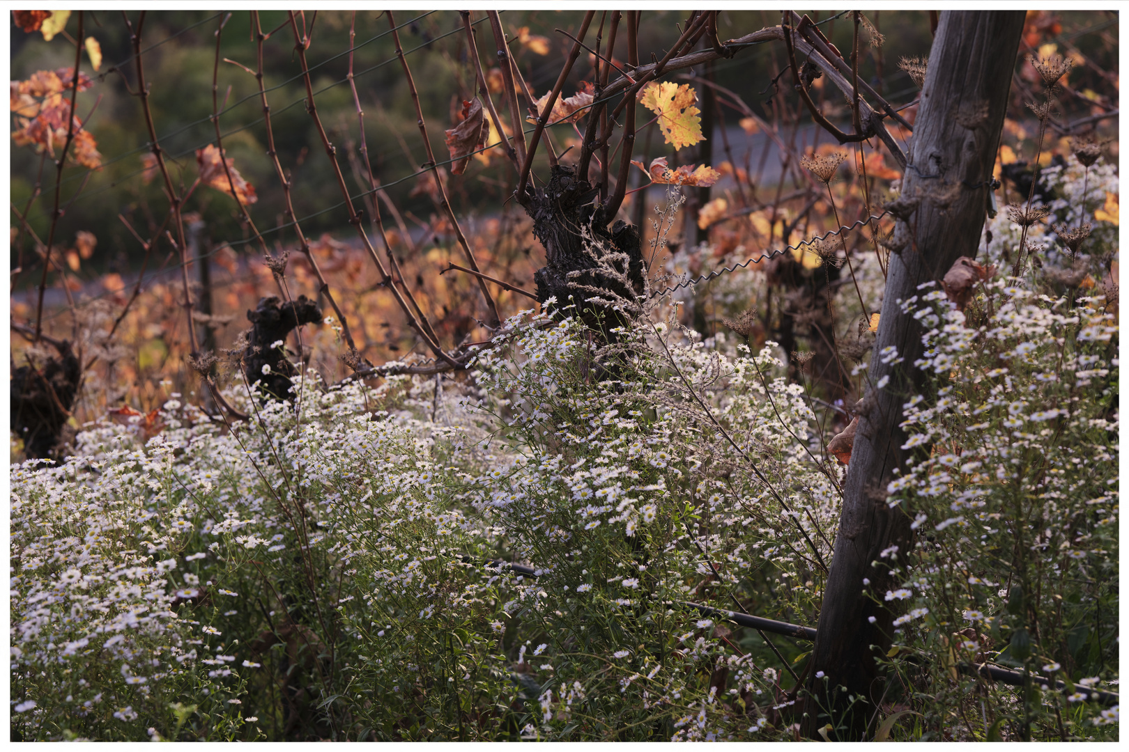 Herbst …