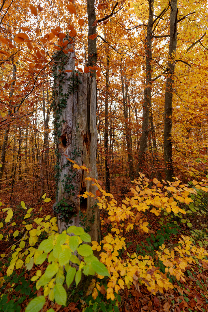 Herbst