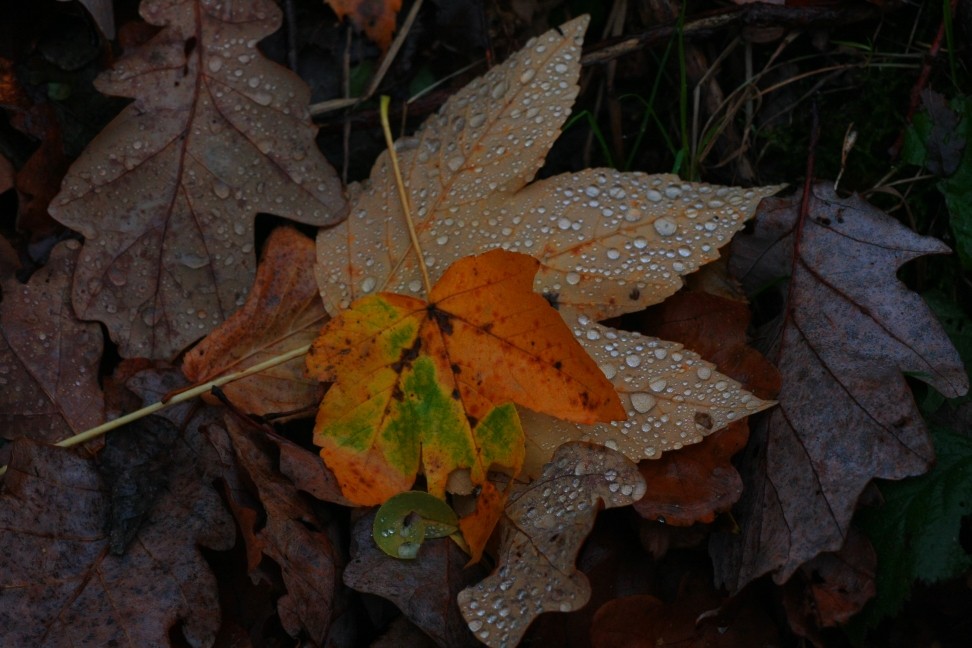 HERBST