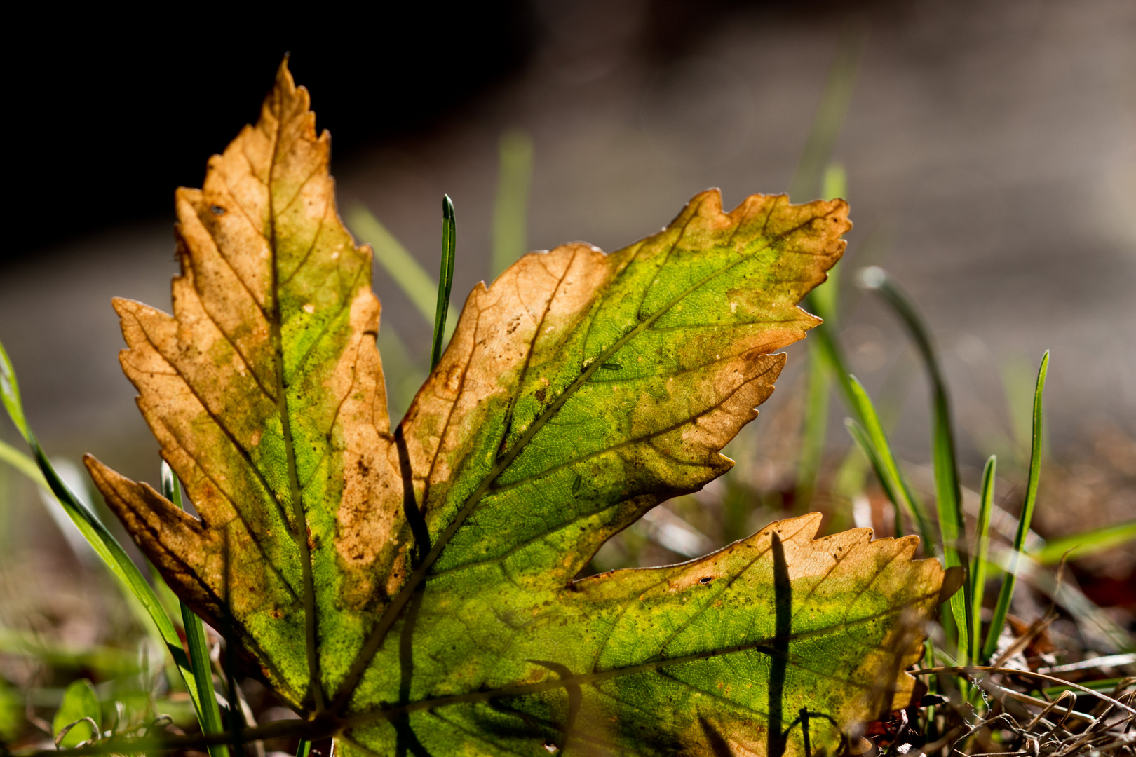 Herbst