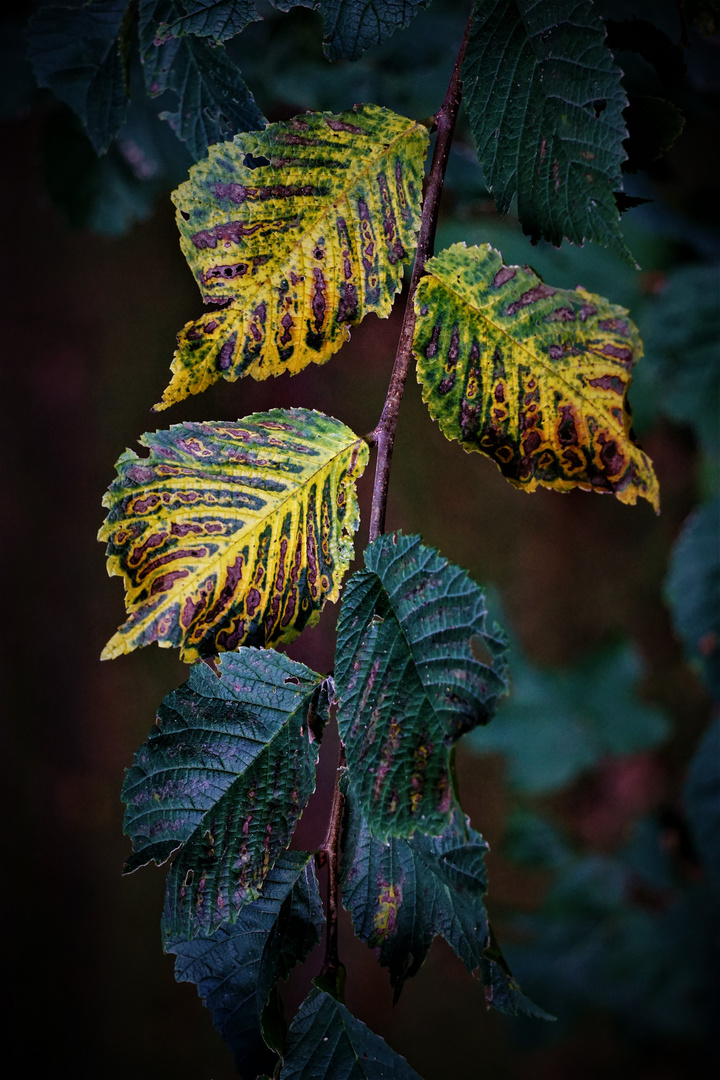 Herbst