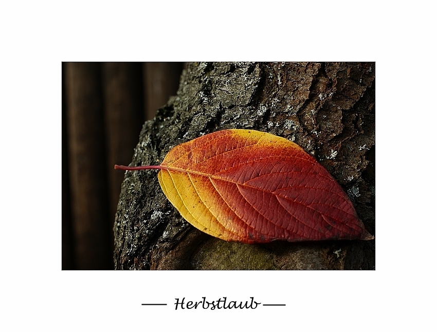 Herbst