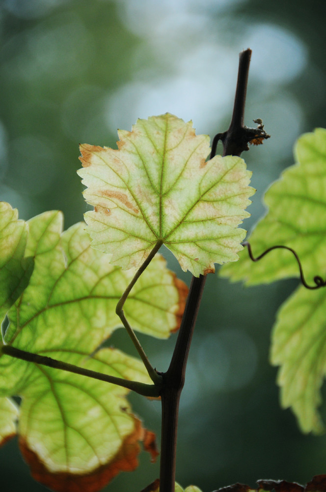 Herbst