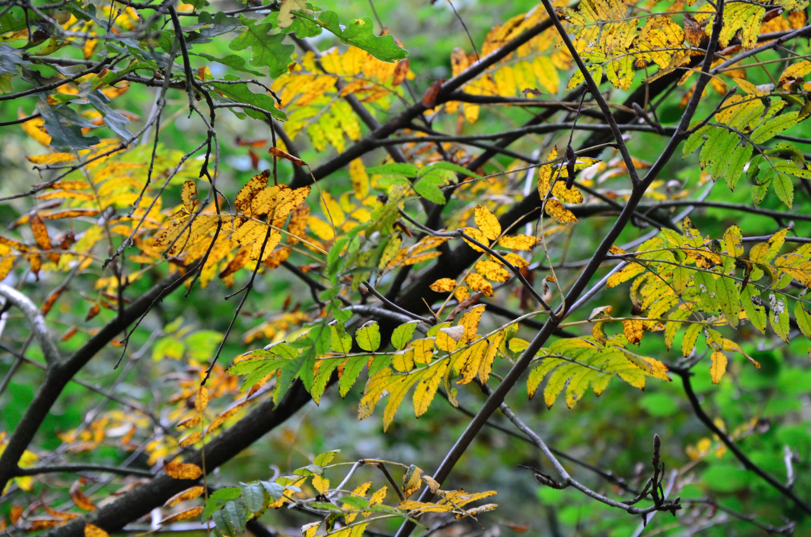 Herbst