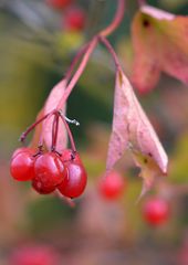 Herbst