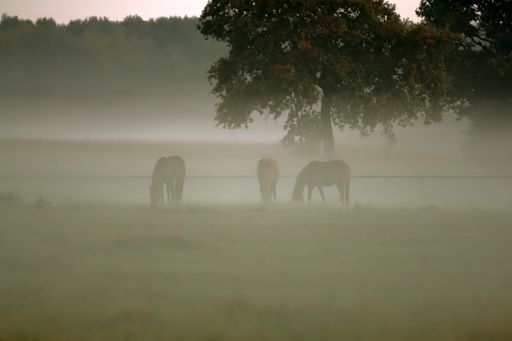 Herbst