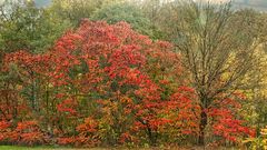 Herbst